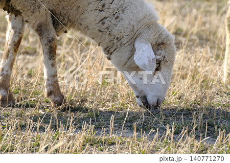 Close-up of a white sheep with its head bowed and grazing in a field. The image is characterized by peace and tranquility, as the sheep enjoys its pastime in the field. Animal husbandry Close-up of a white sheep with its head bowed and grazing in a field. The image is characterized by peace and tranquility, as the sheep enjoys its pastime in the field. Animal husbandry 140771270