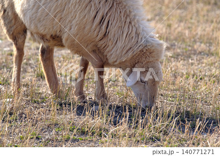 A fluffy large lamb eats grass in a field on a sunny day. Sheep breeding. Mutton meat for sale. Village life. An eco-farm. A sheep is grazing in a field 140771271
