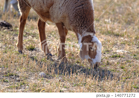 Funny lamb eating grass in the pasture. A brown and white sheep grazes on the grass in a field. Agriculture and animal husbandry. An organic eco-farm. Breeding sheep Funny lamb eating grass in the pasture. A brown and white sheep grazes on the grass in a field. Agriculture and animal husbandry. An organic eco-farm. Breeding sheep 140771272