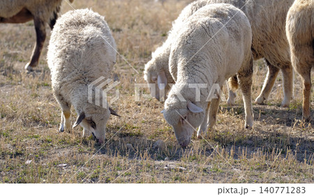 A group of sheep graze in a meadow on a sunny day. Sheep breeding. Mutton meat for sale. Village life. An eco-farm. Agriculture A group of sheep graze in a meadow on a sunny day. Sheep breeding. Mutton meat for sale. Village life. An eco-farm. Agriculture 140771283