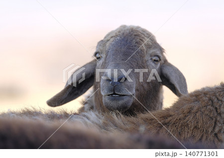 Portrait of a cute lamb with dark brown fur, close-up. An organic eco-farm. Mutton meat for sale. Agriculture and animal husbandry Portrait of a cute lamb with dark brown fur, close-up. An organic eco-farm. Mutton meat for sale. Agriculture and animal husbandry 140771301