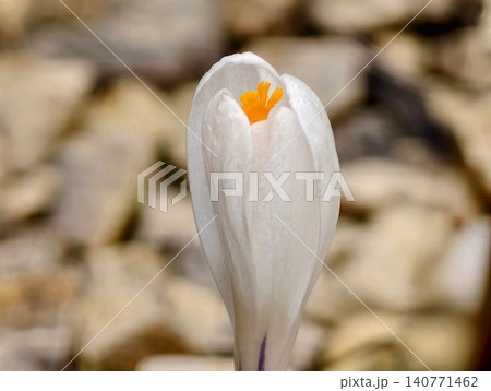 Intimate macro shot capturing fragile crocus flower emerging from stony terrain under soft dawn illumination Intimate macro shot capturing fragile crocus flower emerging from stony terrain under soft dawn illumination 140771462