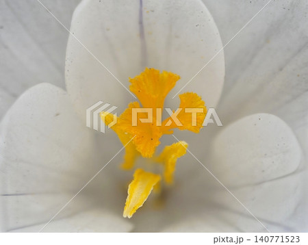Graceful bloom display. Refined flower presentation emphasizing pollen and petal characteristics Graceful bloom display. Refined flower presentation emphasizing pollen and petal characteristics 140771523