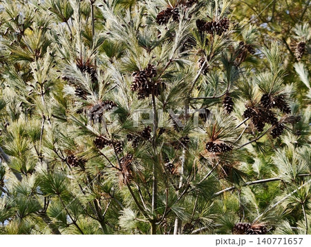 Detailed botanical photograph emphasizing seed structures and ecological harmony in forested environments Detailed botanical photograph emphasizing seed structures and ecological harmony in forested environments 140771657