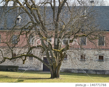 Tree without leaves. Desolate tree with stark branches casting delicate shadows across courtyard setting Tree without leaves. Desolate tree with stark branches casting delicate shadows across courtyard setting 140771788