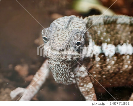 Closeup of inquisitive lizard. Educational photograph showcasing intricate eye and skin patterns Closeup of inquisitive lizard. Educational photograph showcasing intricate eye and skin patterns 140771891