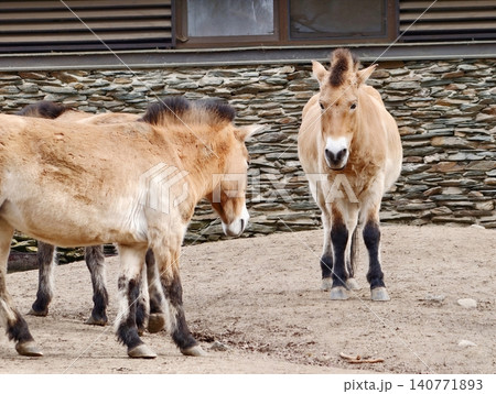 Horses gaze softly. Pair of shaggy horses stand across from each other in dusty paddock environment Horses gaze softly. Pair of shaggy horses stand across from each other in dusty paddock environment 140771893