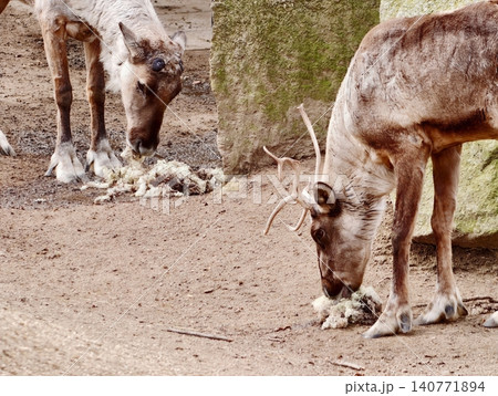 Mother reindeer tend fawn. Calm reindeer enclosure shows nurturing and protective behaviors 140771894