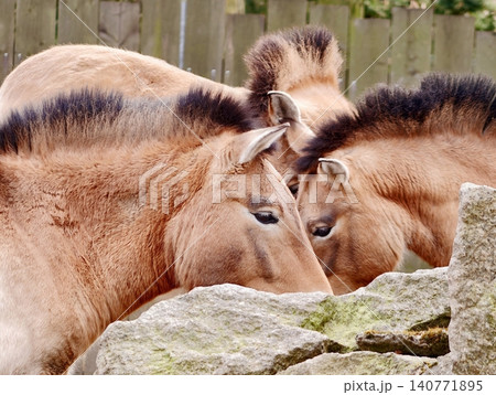 Equine tender moment. Peaceful portrayal of two horses nuzzling each other in tranquil surroundings 140771895