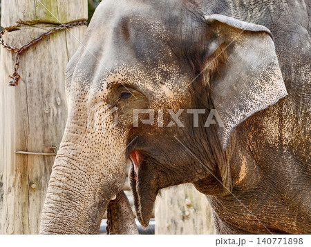 Elephant portrait capturing serenity. Calm Asian elephant displaying detailed features and expressions Elephant portrait capturing serenity. Calm Asian elephant displaying detailed features and expressions 140771898
