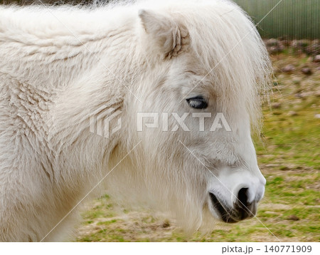 Gentle horse image. Portrait of gentle pony showing delicate details and emotional farmstead atmosphere Gentle horse image. Portrait of gentle pony showing delicate details and emotional farmstead atmosphere 140771909