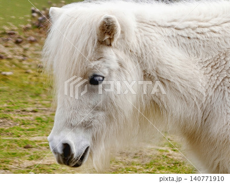 Serene white pony exemplifies gentle presence and calming influence in tranquil rural environment Serene white pony exemplifies gentle presence and calming influence in tranquil rural environment 140771910