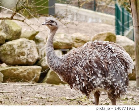Adult rhea by rocks careful. Rhea with patterned feathers stands alert amidst natural backdrop 140771915