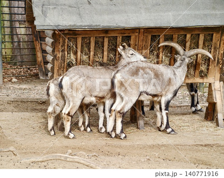 Active goats foraging among layered textures. Brown goats browsing by wooden fence with stacked brush Active goats foraging among layered textures. Brown goats browsing by wooden fence with stacked brush 140771916