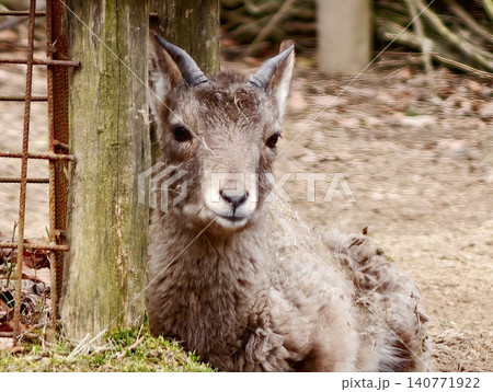 Young sheep resting. Adolescent mouflon sheep peacefully resting amidst mossy surroundings in forest Young sheep resting. Adolescent mouflon sheep peacefully resting amidst mossy surroundings in forest 140771922