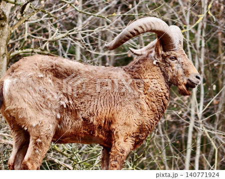 Male goat at forest boundary. Dominant male goat standing alert at woodland boundary during autumn 140771924