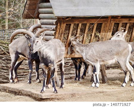Village donkey standing calmly nearby. Tranquil donkey rests beside trees with village in background 140771927