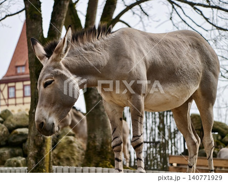 Side view of donkey image. Midstance donkey portrait emphasizing coat and rustic background 140771929