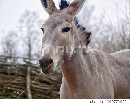 Closeup of textured donkey face. Intimate view showing donkey eyes and textured fur against sky 140771932