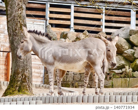 Donkey by pathway. Relaxed donkey standing near cobblestone road with wooden fencing in urban setting Donkey by pathway. Relaxed donkey standing near cobblestone road with wooden fencing in urban setting 140771934