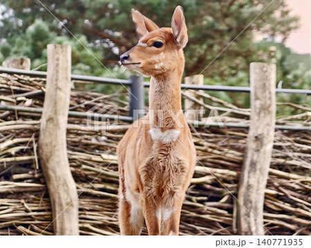 Serene young deer in rural setting. Young deer standing alert amidst peaceful farm environment Serene young deer in rural setting. Young deer standing alert amidst peaceful farm environment 140771935