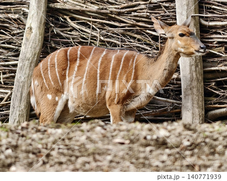 Tranquil scene featuring Nyala antelope beside wooden fence amidst dry leaf litter and textured bark 140771939
