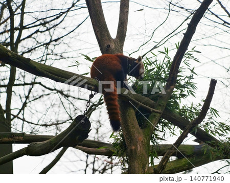 Red animal overlooks woodland landscape. Brightly colored mammal observes forest surroundings Red animal overlooks woodland landscape. Brightly colored mammal observes forest surroundings 140771940