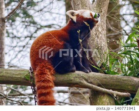 Red panda nibbling calm leaves. Serene red panda gently bites bamboo leaves close to camera lens 140771941