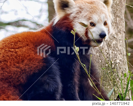 Treedwelling red panda observing surroundings. Red panda sits peacefully on branch with gentle gaze Treedwelling red panda observing surroundings. Red panda sits peacefully on branch with gentle gaze 140771942
