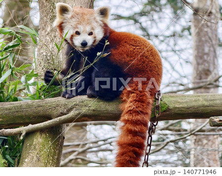 Bright eyed panda engages with observer. Red panda with vivid eyes interacts in leafy environment Bright eyed panda engages with observer. Red panda with vivid eyes interacts in leafy environment 140771946