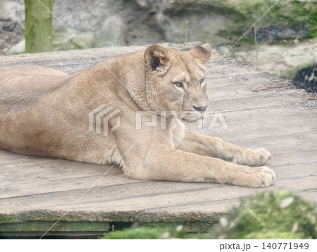 Lion watches cautiously. Feminine feline stands alert on wooden surface as environment appears quiet Lion watches cautiously. Feminine feline stands alert on wooden surface as environment appears quiet 140771949