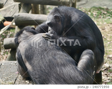 Two chimpanzees sharing companionship through grooming activities in protected natural enclosure Two chimpanzees sharing companionship through grooming activities in protected natural enclosure 140771950