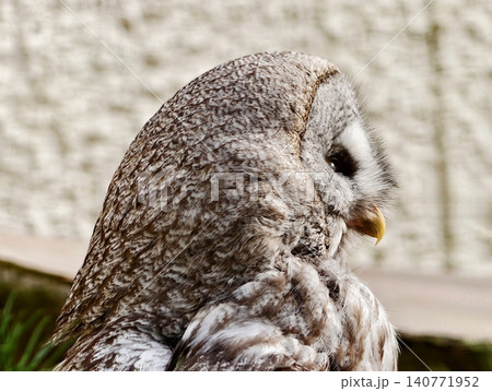 Serene closeup of peaceful owl on wall. Tranquil and serene owl depicted in closeup view hanging on wall Serene closeup of peaceful owl on wall. Tranquil and serene owl depicted in closeup view hanging on wall 140771952