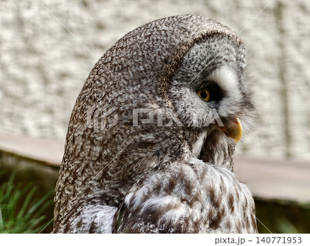 Detailed portrait of pensive gray owl surrounded by soft natural foliage in close perspective Detailed portrait of pensive gray owl surrounded by soft natural foliage in close perspective 140771953