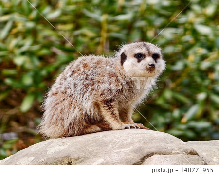 Watchful desert sentinel. Perched meerkat surveys dry landscape with vigilant posture and focus Watchful desert sentinel. Perched meerkat surveys dry landscape with vigilant posture and focus 140771955