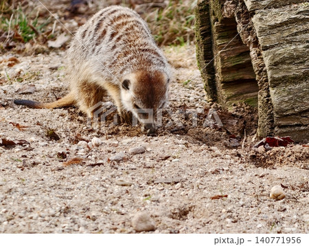 Lone creature searches soil. Solitary anteater explores leaf litter hunting for insects with curiosity Lone creature searches soil. Solitary anteater explores leaf litter hunting for insects with curiosity 140771956