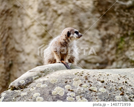 Watchful meerkat stands upright on mosscovered boulder meticulously scanning environment for threats 140771959