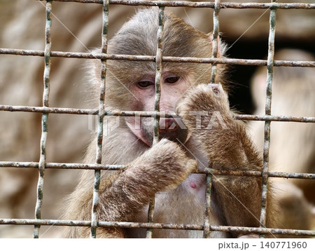 Intimate portrait captures emotional bond between restrained primate mother and offspring amid enclosure Intimate portrait captures emotional bond between restrained primate mother and offspring amid enclosure 140771960