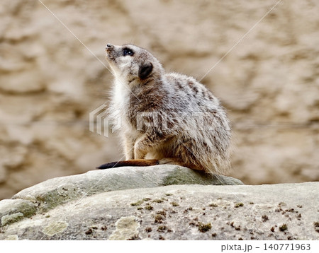 Meerkat vigilant atop rocks. Noble meerkat standing alert on rocky ledge scanning surroundings 140771963