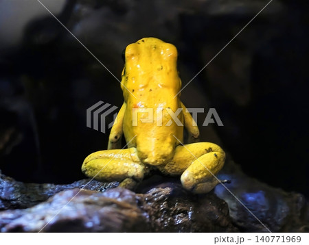 Inwardlooking frog rests in tranquil hollow. Cherished frog with glossy coat in silent shadow Inwardlooking frog rests in tranquil hollow. Cherished frog with glossy coat in silent shadow 140771969