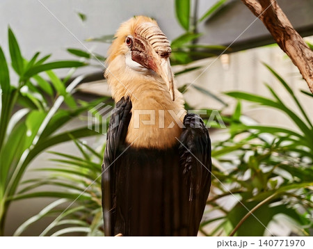 Beautiful bird among lush plants. Majestic feathered creature perched in humid greenhouse environment Beautiful bird among lush plants. Majestic feathered creature perched in humid greenhouse environment 140771970
