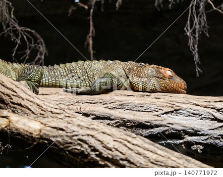 Powerful iguana with golden head scales calmly lounges on cool mossy bank beside textured bark Powerful iguana with golden head scales calmly lounges on cool mossy bank beside textured bark 140771972