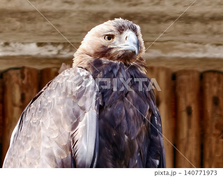 Closeup image of majestic hawk showing layered feathers and piercing gaze symbolizing strength Closeup image of majestic hawk showing layered feathers and piercing gaze symbolizing strength 140771973