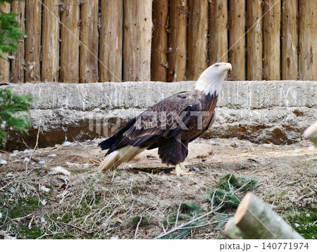 Graceful bald eagle in vigilant pose next to wooden barrier under gentle daylight lighting feather details Graceful bald eagle in vigilant pose next to wooden barrier under gentle daylight lighting feather details 140771974