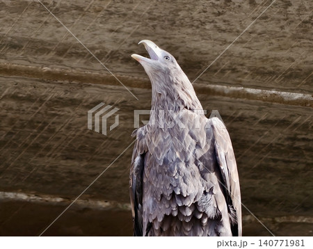 Raptor exhibiting vocal behavior with expanded throat and ruffled feathers inside enclosure Raptor exhibiting vocal behavior with expanded throat and ruffled feathers inside enclosure 140771981