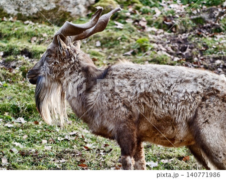 Wild goat on mountain slope. Rugged mountain goat with spiraled horns among lush alpine environment Wild goat on mountain slope. Rugged mountain goat with spiraled horns among lush alpine environment 140771986