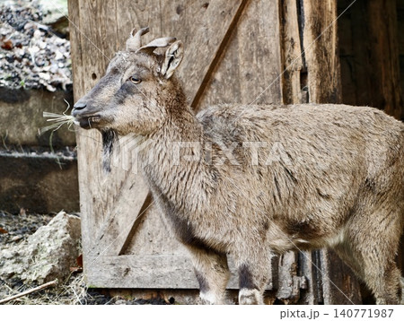Young goat curious. Juvenile goat with textured fur and attentive expression inside sunny farm shed Young goat curious. Juvenile goat with textured fur and attentive expression inside sunny farm shed 140771987