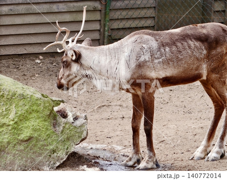 Adult reindeer with textured fur profile. Curious reindeer examining mosscovered stone in habitat Adult reindeer with textured fur profile. Curious reindeer examining mosscovered stone in habitat 140772014