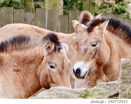 Foals press noses. Tender chestnut foals press close against rustic farm fence in gentle harmony 140772015