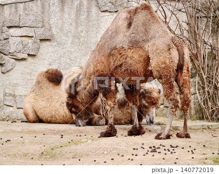 Two Bactrian camels peacefully resting amidst rocks and warm sandy ground in natural setting 140772019